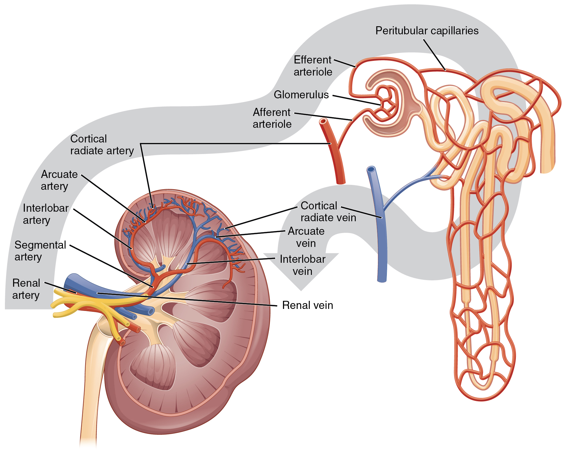 Gross Anatomy Of The Kidney Anatomy And Physiology