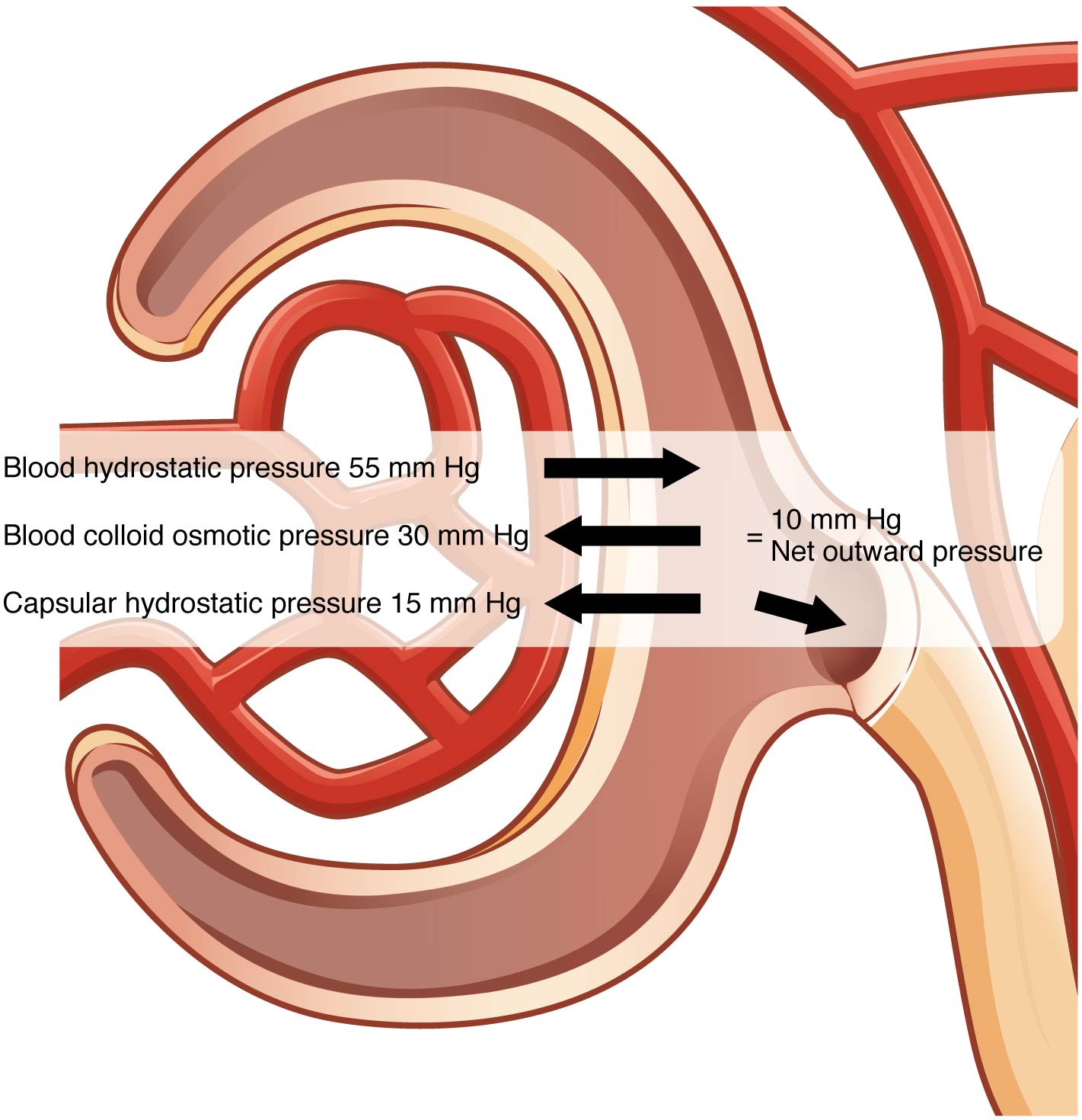 This figure shows the different pressures acting across the glomerulus.