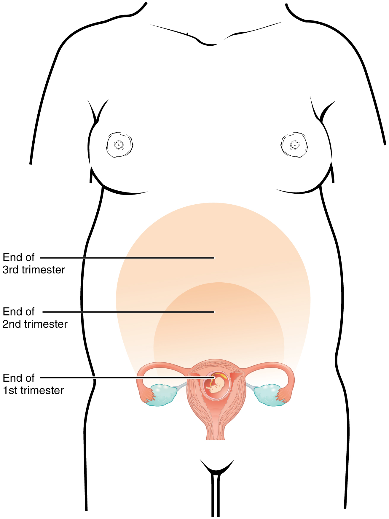 Maternal Changes During Pregnancy, Labor, and Birth – Anatomy ...