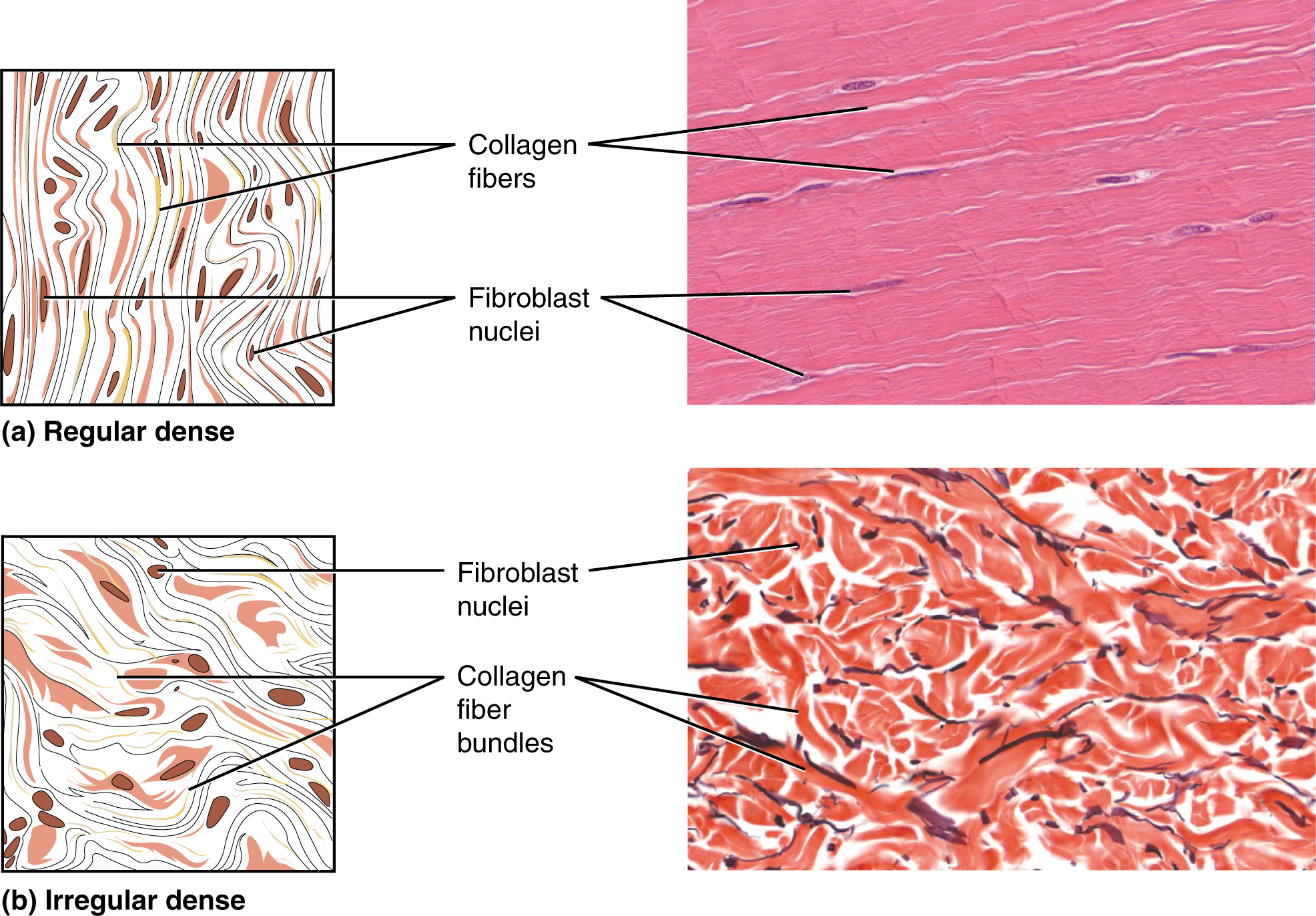 Connective Tissue Supports And Protects Anatomy And Physiology