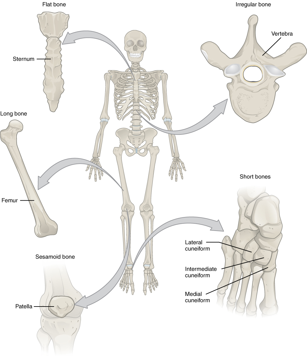 Bone Classification – Anatomy and Physiology Within Appendicular Skeleton Worksheet Answers