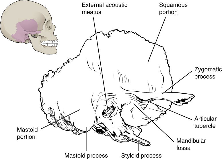 The Skull – Anatomy and Physiology