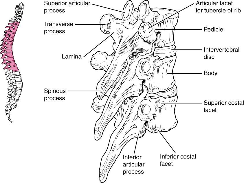 This figure shows the structure of the thoracic vertebra. The left panel shows the vertebral column with the thoracic vertebrae highlighted in pink. The right panel shows the detailed structure of a single thoracic vertebra.