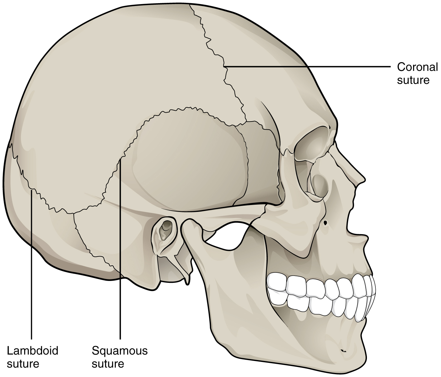 Classification Of Joints Anatomy And Physiology