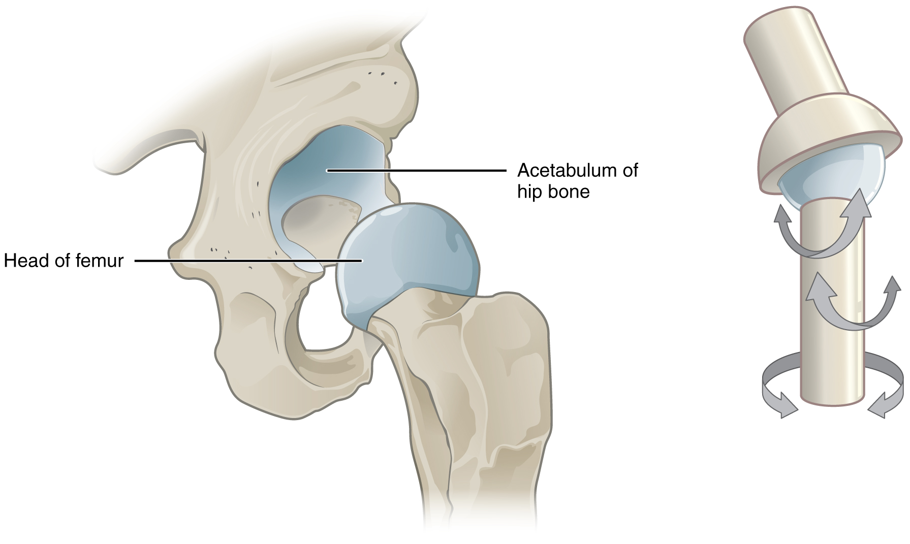 Classification Of Joints Anatomy And Physiology