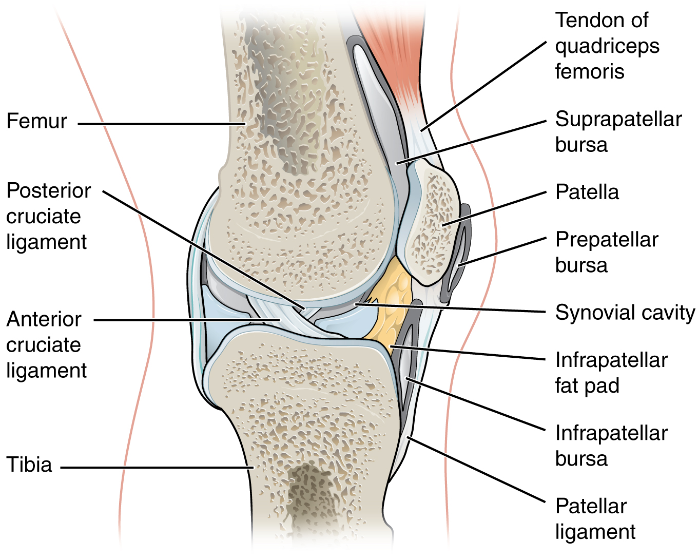 synovial joint)