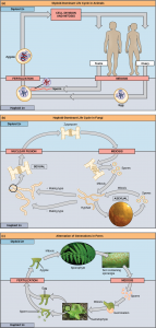 Figure_07_01_01abc – Concepts of Biology – 1st Canadian Edition
