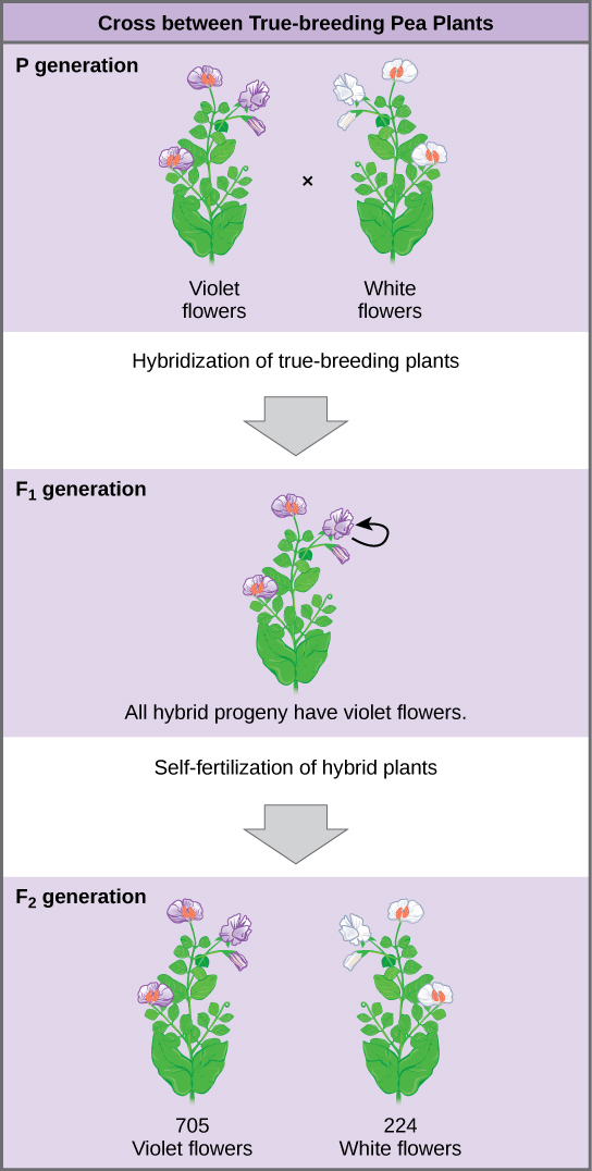 Inherited traits worksheets