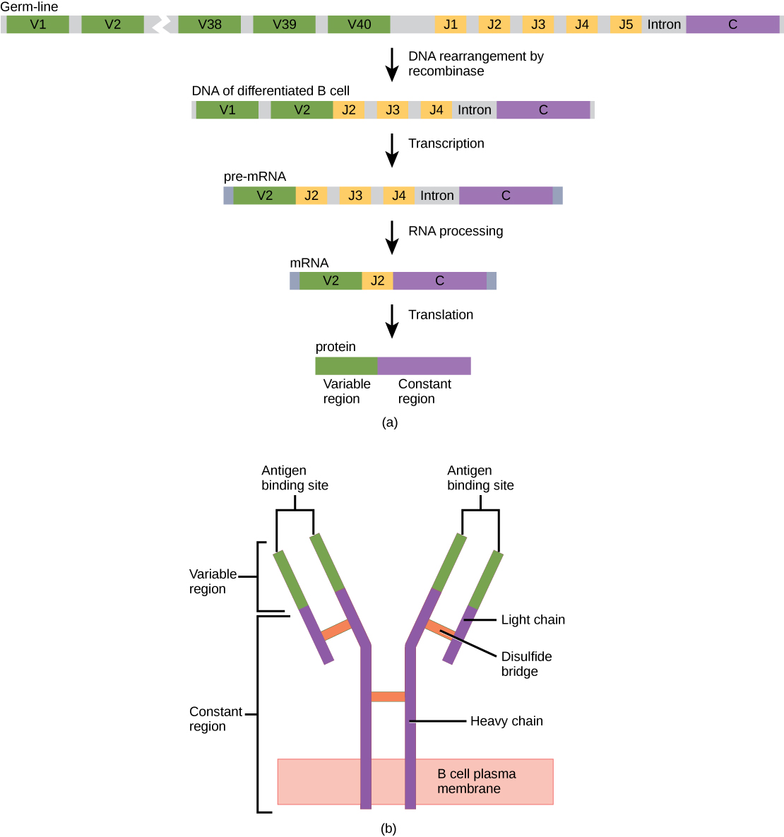 https://opentextbc.ca/biology/wp-content/uploads/sites/96/2015/03/Figure_42_03_01.jpg