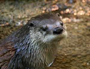 A photo of a river otter in the water