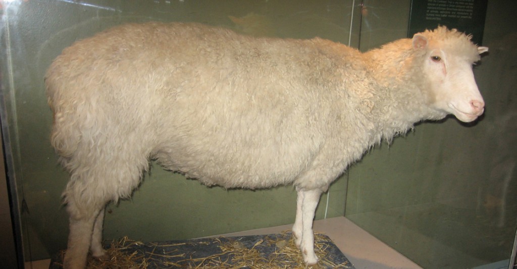 Photo shows Dolly the sheep, which has been stuffed and placed in a glass case.