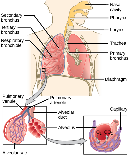 11.3 Circulatory and Respiratory Systems – Concepts of 