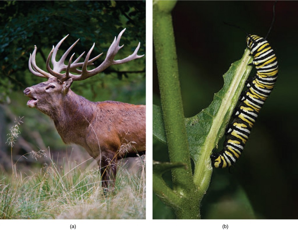This image illustrates size differences of herbivores, a mule deer and a monarch caterpillar.