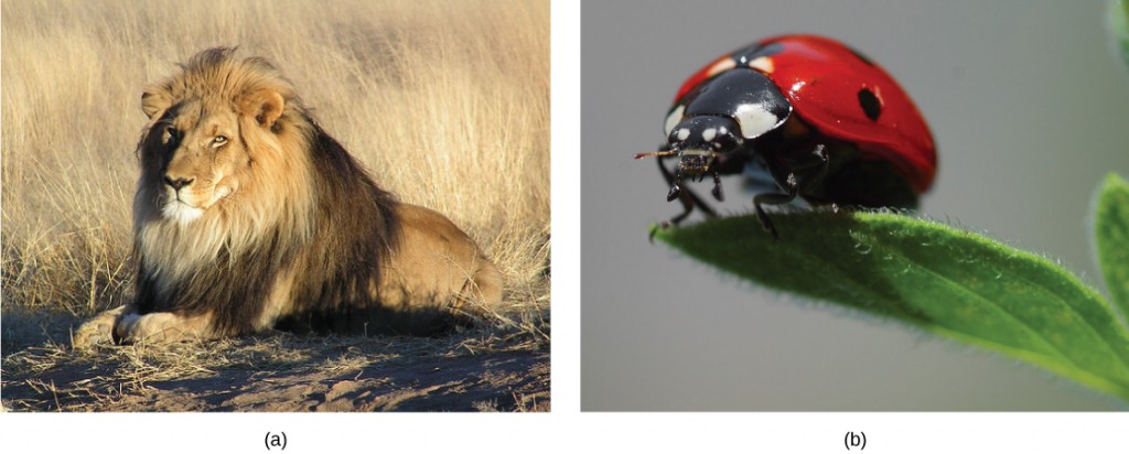 This figure illustrates size differences between carnivores, such as a lion and a ladybug.