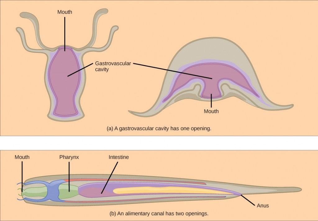This figure shows digestive systems of hydra and jellyfish on top and nematode on the bottom