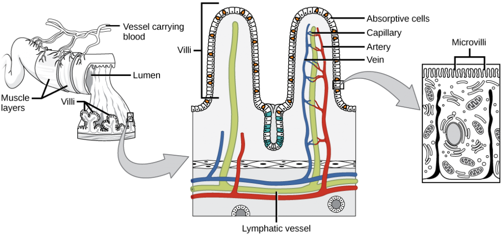 Villi and microvilli shown in the lumen side of the intestinal tract.