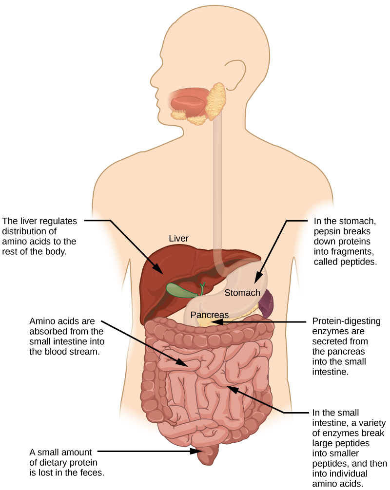  Protein digestion is a multistep process that begins in the stomach and continues through the intestines.