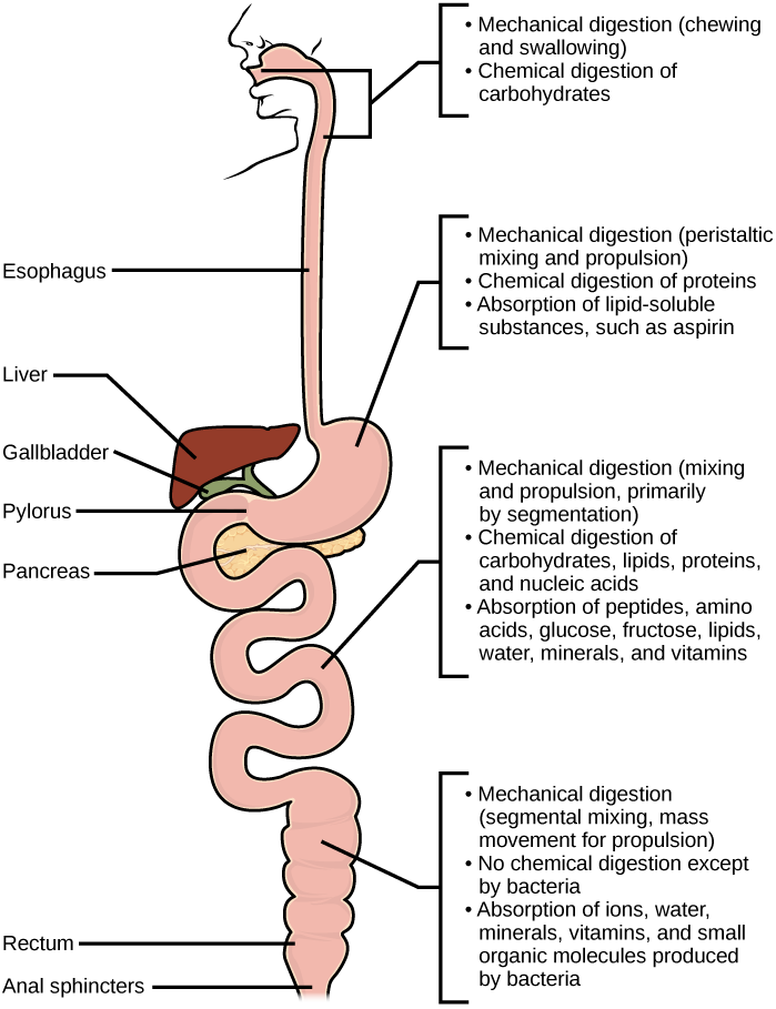 Overview of carbohydrate, lipid, and protein digestion in human digestive system