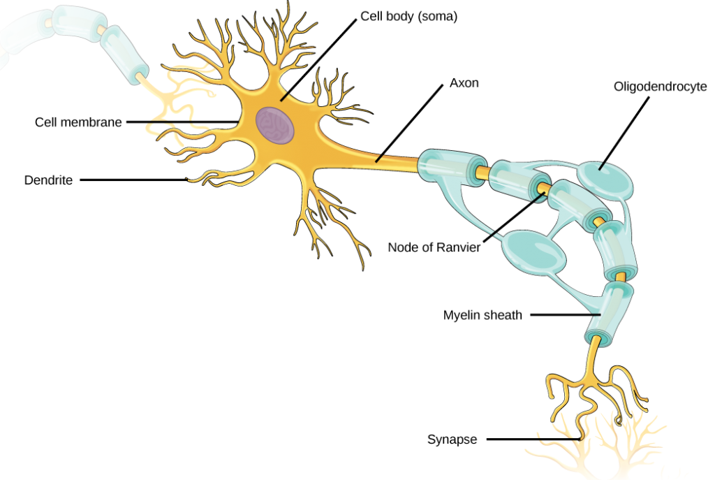 Structures of the myelinated neuron.