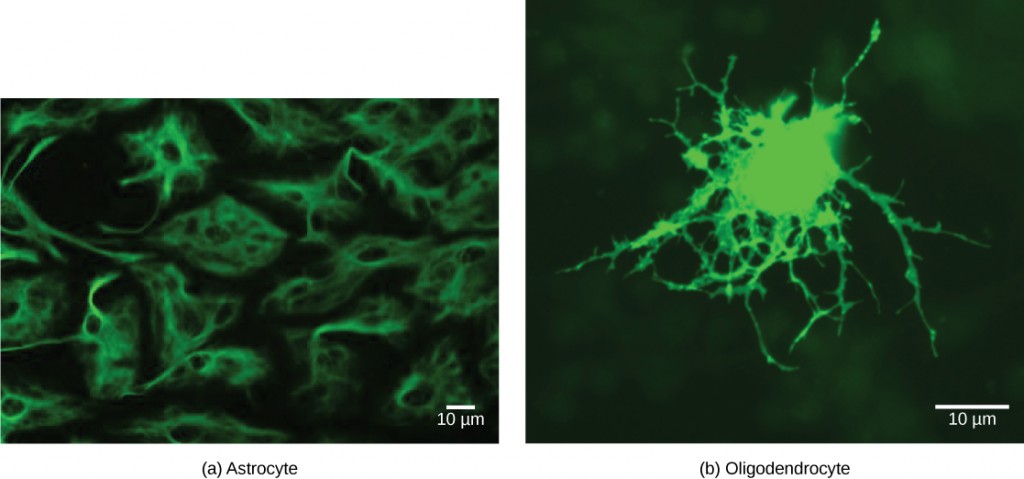 (a) Astrocytes and (b) oligodendrocytes are glial cells of the central nervous system. (credit a: modification of work by Uniformed Services University; credit b: modification of work by Jurjen Broeke; scale-bar data from Matt Russell)