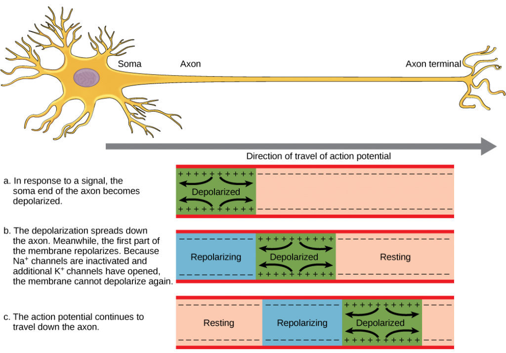 Action potential propagation in an unmyelineated neuron.