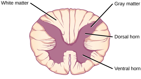 Spinal cord.