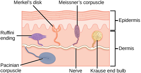 Mechanoreceptors in the human skin