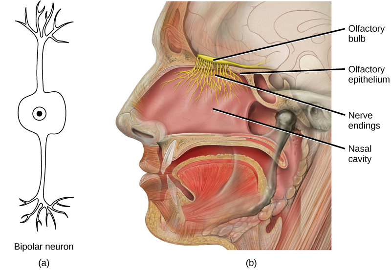 Human olfactory system