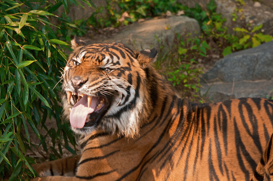 The flehmen response in this tiger results in the curling of the upper lip and helps airborne pheromone molecules enter the vomeronasal organ. (credit: modification of work by "chadh"/Flickr)