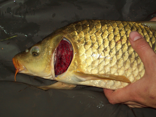 This common carp, like many other aquatic organisms, has gills that allow it to obtain oxygen from water. (credit: "Guitardude012"/Wikimedia Commons)