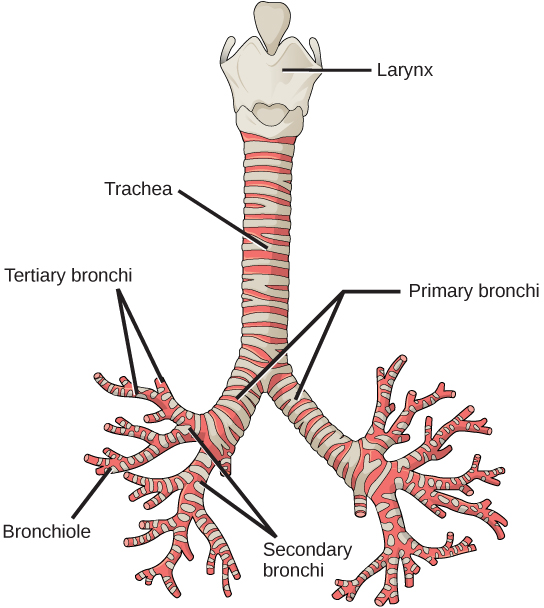 The trachea and bronchi are made of incomplete rings of cartilage. (credit: modification of work by Gray's Anatomy)
