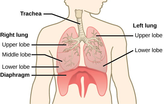 Structural anatomy of the human respiratory system showing trachea, different lobes of right and left lung and diaphragm.