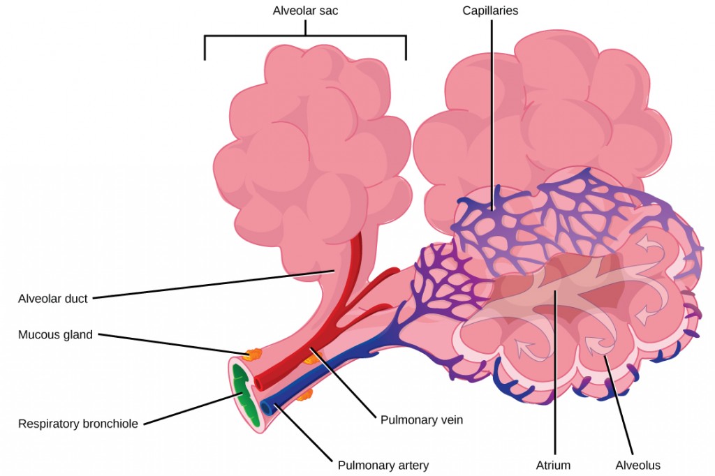 Terminal bronchioles are connected by respiratory bronchioles to alveolar ducts and alveolar sacs. Each alveolar sac contains 20 to 30 spherical alveoli and has the appearance of a bunch of grapes. Air flows into the atrium of the alveolar sac, then circulates into alveoli where gas exchange occurs with the capillaries. Mucous glands secrete mucous into the airways, keeping them moist and flexible. (credit: modification of work by Mariana Ruiz Villareal)