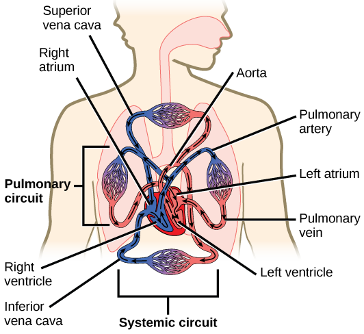 Diagram of the heart in relation to the human body, with the blood coloured red and/or blue to represent oxygenated vs non-oxygenated blood.