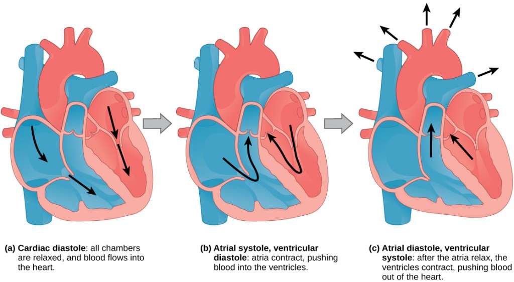 Image consists of three illustrations, each of the heart during different stages of pumping blood, with arrows to show the direction of the blood's movement.