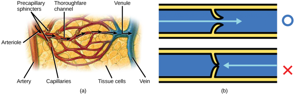 Image consists of two illustrations, the first is of the precapillary sphincters in relation to the artery, arterole, thouroughfare channel, capillaries (that connect to the tissue cells), and the venule & vein. The second is a pictographical representation of the valves in the veins.