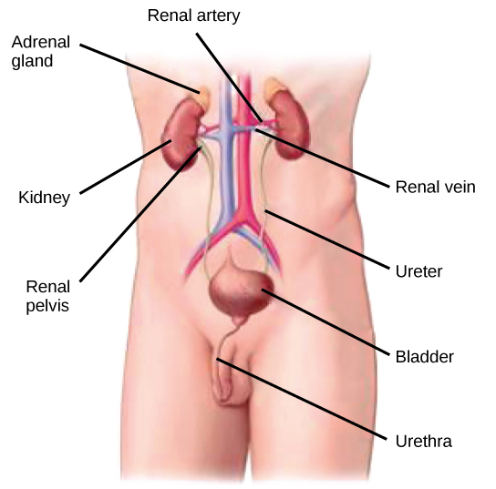 This figure shows human urinary system structures, including kidneys, renal artery, renal vein, renal pelvis, adrenal gland, ureter, bladder, and urethra.