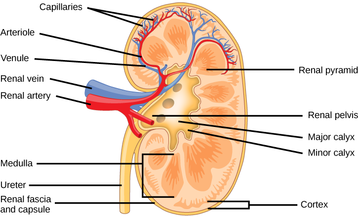 This fugue shows structures seen in the cross section of the human kidney including capillaries, arterioles, venues, renal arteries and veins, renal pyramids, renal pelvis, major and minor calyxes, medulla, cortex, ureter, renal fascia, and renal capsule. 