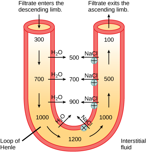 This figure summarizes NaCl concentration changes through descending and ascending limbs of the nephron.