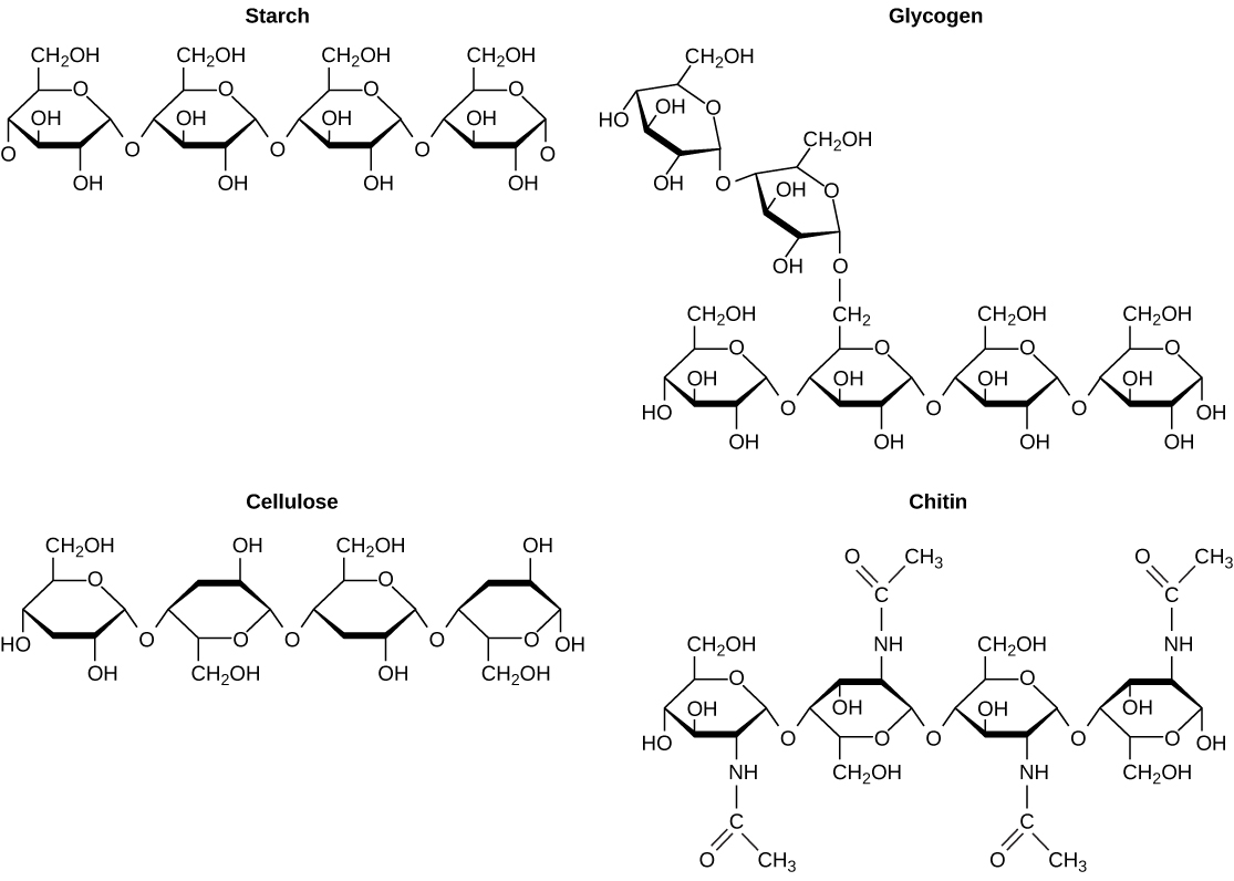 Chemical structures of starch, glycogen, cellulose, and chitin