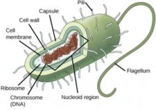 3.2 Comparing Prokaryotic and Eukaryotic Cells – Concepts of Biology ...