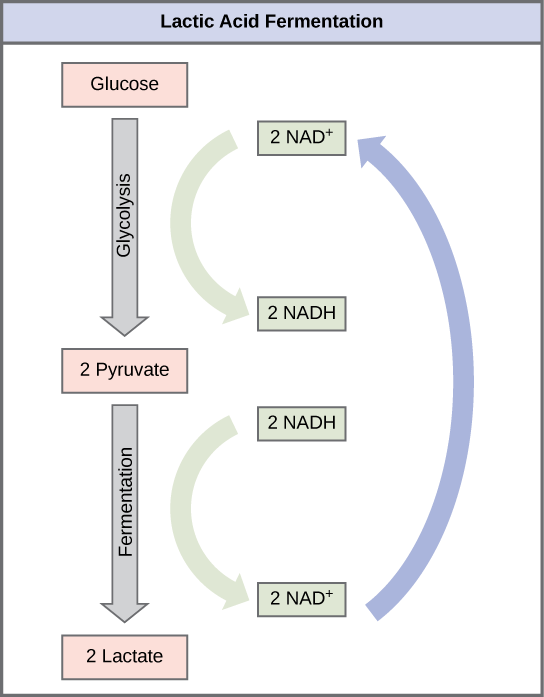 Lactic acid fermentation is common in muscles that have become exhausted by use.