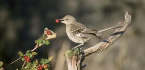 This photo shows a sage thrasher eating a berry.