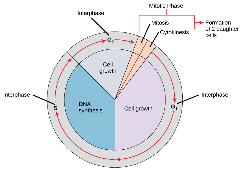 This illustration shows the cell cycle, which consists of interphase and the mitotic phase. Interphase is subdivided into G1, S, and G2 phases. Cell growth occurs during G1 and G2, and DNA synthesis occurs during S. The mitotic phase consists of mitosis, in which the nuclear chromatin is divided, and cytokinesis, in which the cytoplasm is divided resulting in two daughter cells.