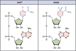 This illustration shows the molecular structure of NAD^{+} and NADH. Both compounds are composed of an adenine nucleotide and a nicotinamide nucleotide, which bond together to form a dinucleotide. The nicotinamide nucleotide is at the 5' end, and the adenine nucleotide is at the 3’ end. Nicotinamide is a nitrogenous base, meaning it has nitrogen in a six-membered carbon ring. In NADH, one extra hydrogen is associated with this ring, which is not found in NAD^{+}.