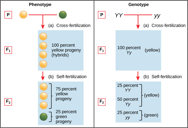 By the end of this section, you will be able to: Explain the relationship between genotypes and phenotypes in dominant and recessive gene systems Use a Punnett square to calculate the expected proportions of genotypes and phenotypes in a monohybrid cross Explain Mendel’s law of segregation and independent assortment in terms of genetics and the events of meiosis Explain the purpose and methods of a test cross