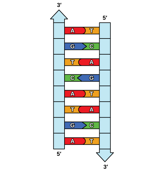 Figure shows the ladder-like structure of DNA, with complementary bases making up the rungs of the ladder.