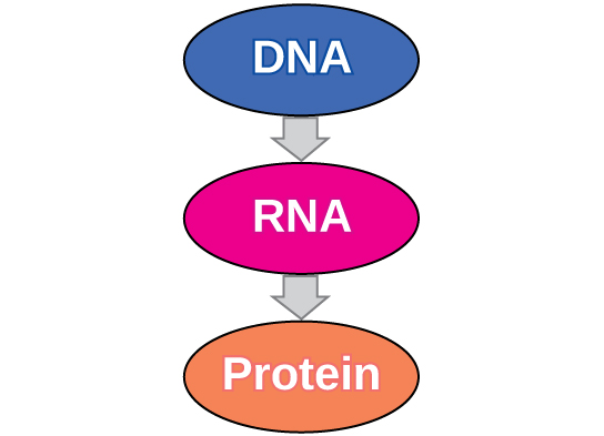 A flow chart shows DNA, with an arrow to RNA, which has an arrow to protein.