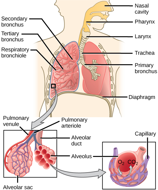 11.3 Circulatory and Respiratory Systems – Concepts of Biology