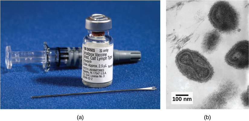 Photo A shows an injection needle and small glass vial labeled 100 doses Smallpox vaccine, dead calf lymph type. Photo B is a transmission electron micrograph of the smallpox virus. It has an oval shape, with a dumbbell-shaped viral core inside, which contains the viral DNA.